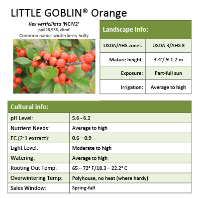Preview of Little Goblin® Orange Ilex Grower Sheet PDF