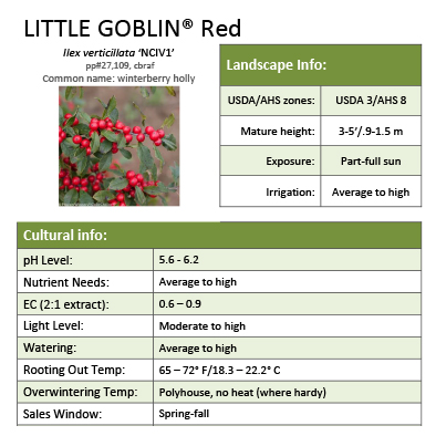 Preview of Little Goblin® Red Ilex Grower Sheet PDF