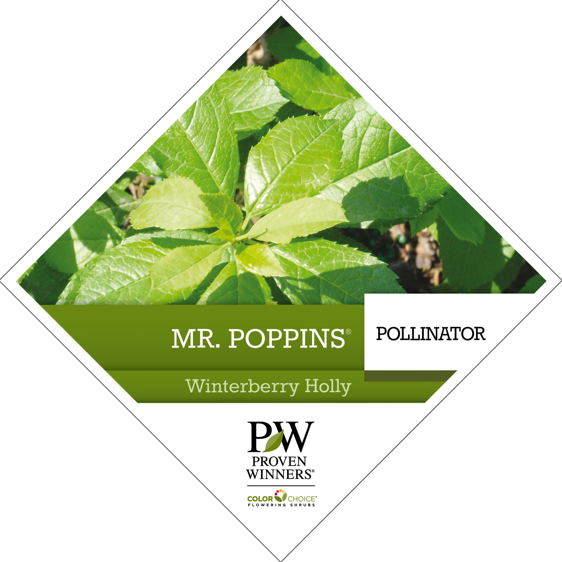 Preview of Mr. Poppins® Ilex Tag PDF