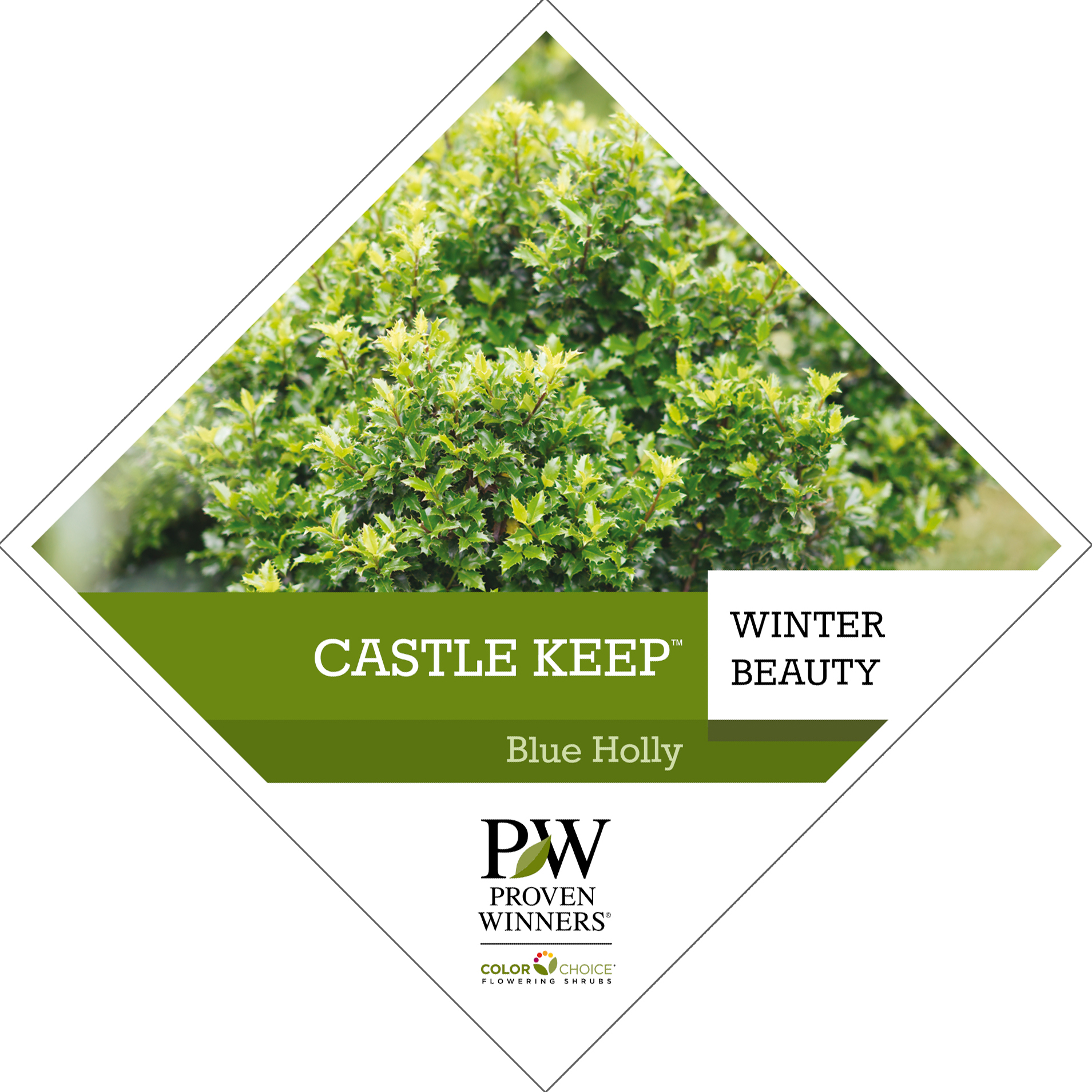 Preview of Castle Keep® Ilex Tag PDF