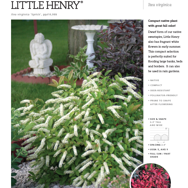 Preview of Little Henry® Itea Spec Sheets PDF