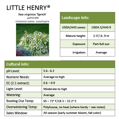 Preview of Little Henry® Itea Grower Sheet PDF