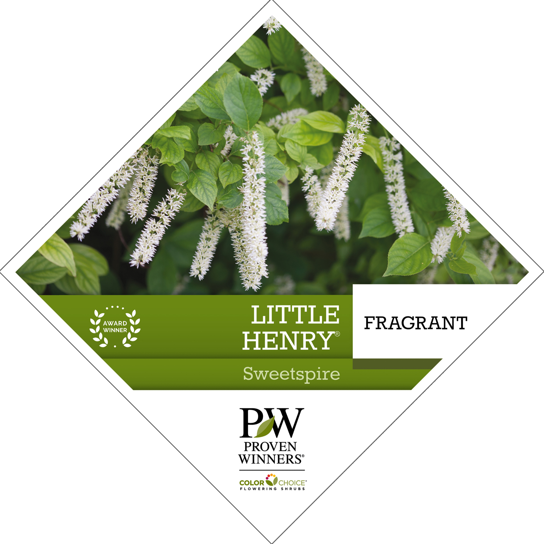 Preview of Little Henry® Itea Tag PDF