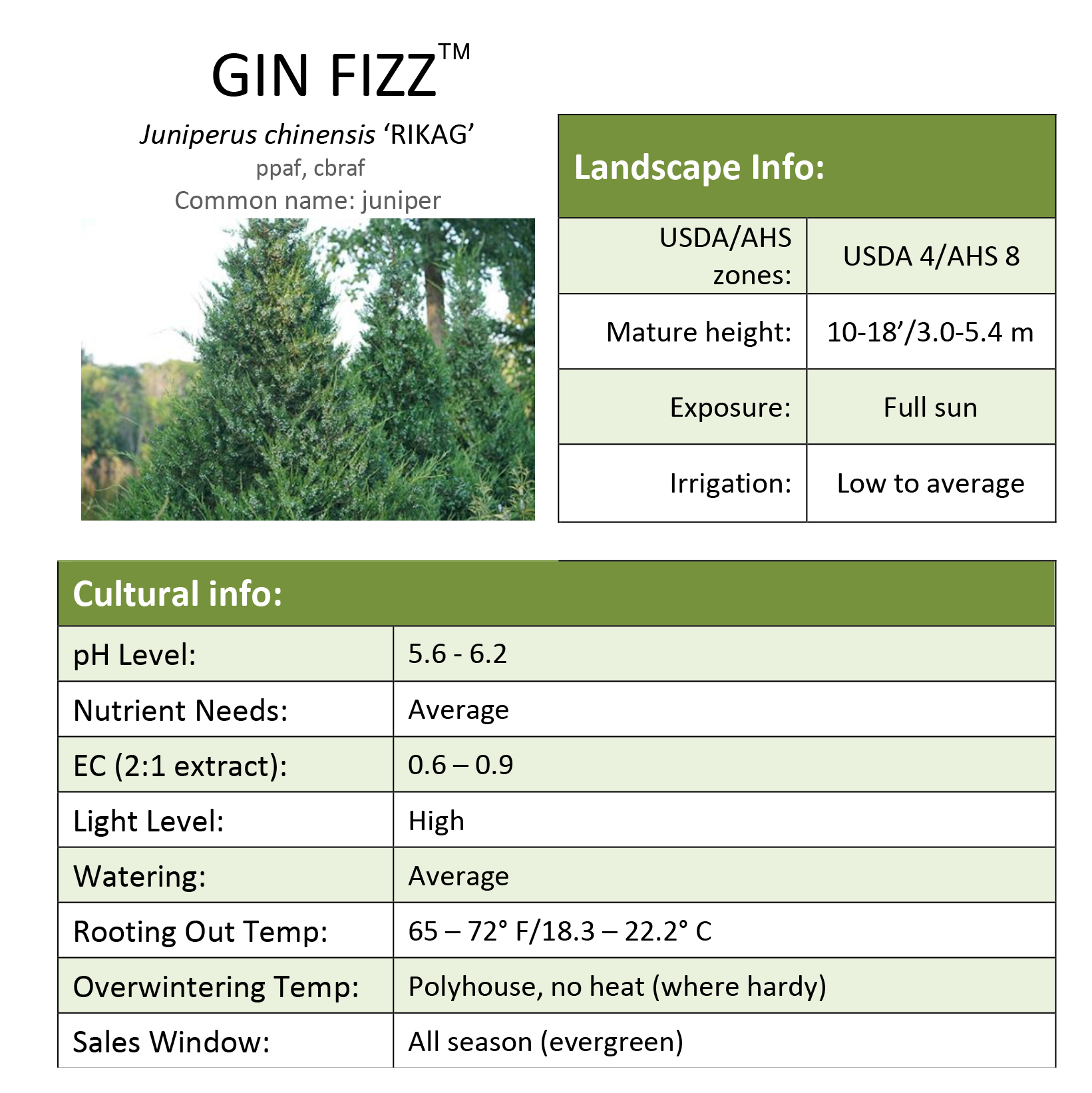 Preview of Gin Fizz® Juniperus Grower Sheet PDF