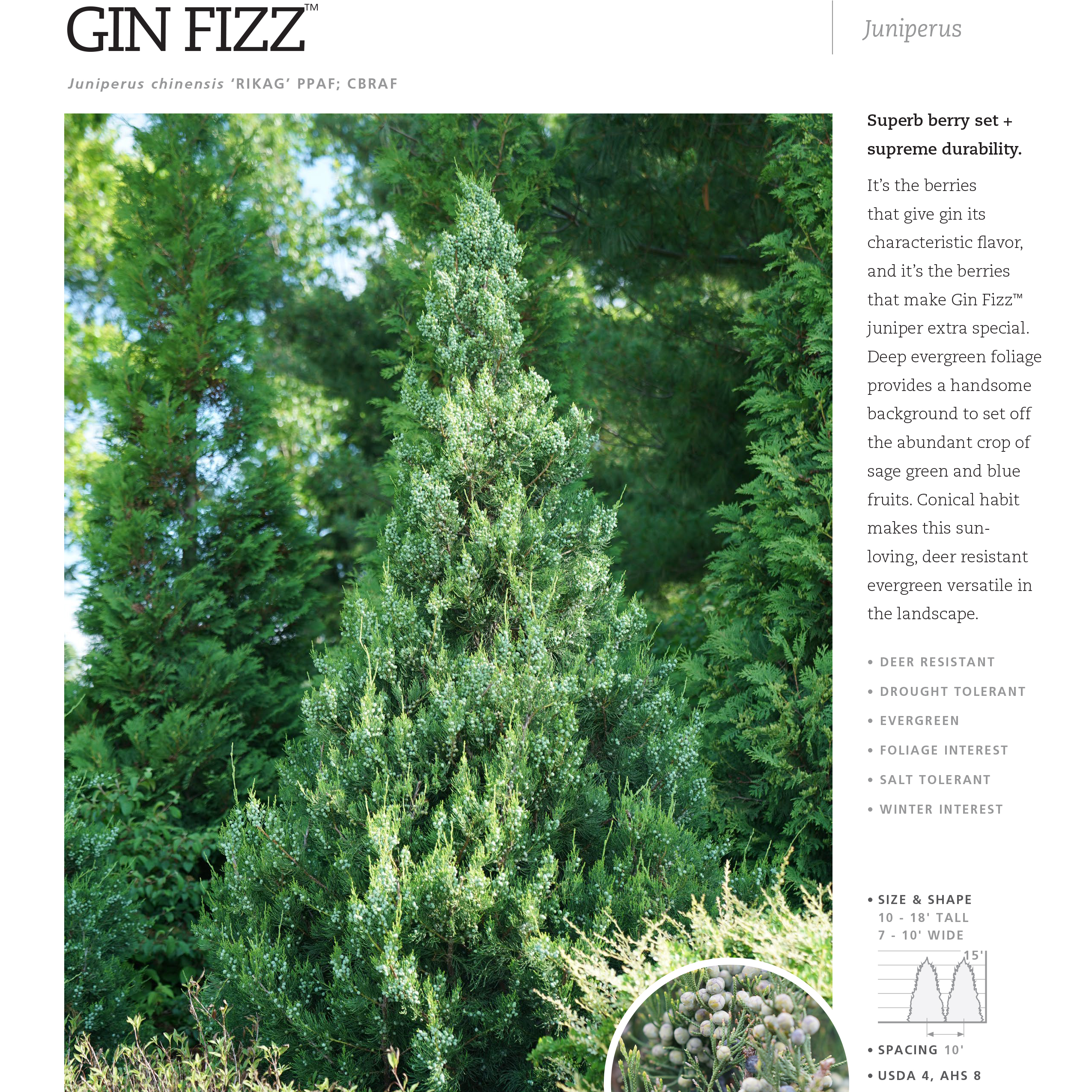 Preview of Gin Fizz® Juniperus Spec Sheet PDF
