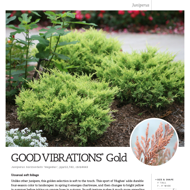 Preview of Good Vibrations® Gold Juniperus Spec Sheet PDF