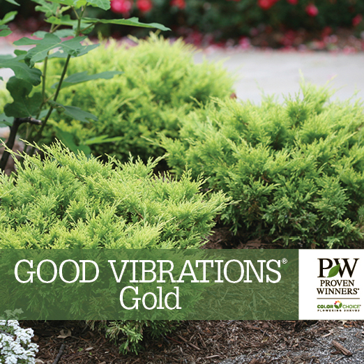 Preview of Good Vibrations® Gold Juniperus Benchcard PDF