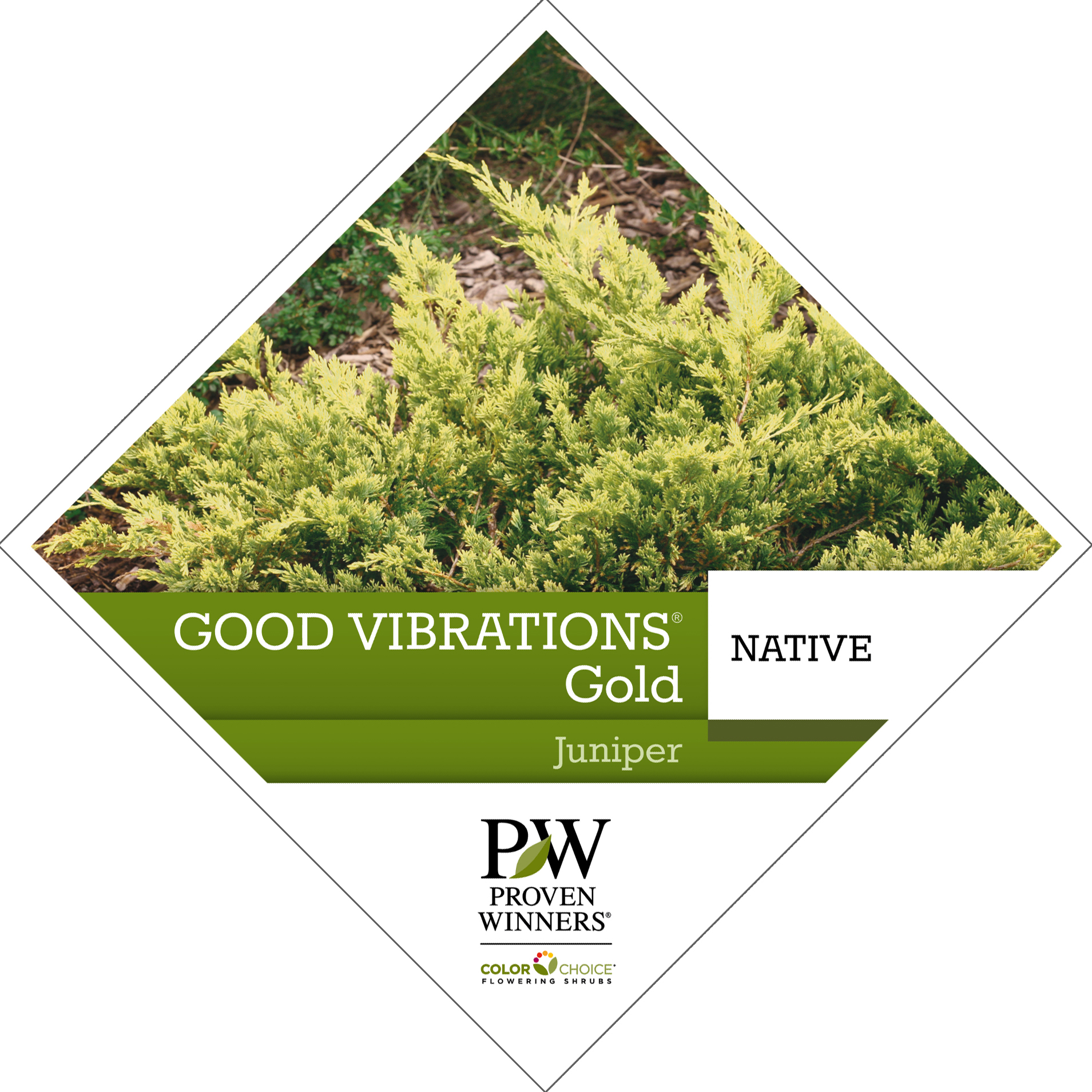 Preview of Good Vibrations® Gold Juniperus Tag PDF