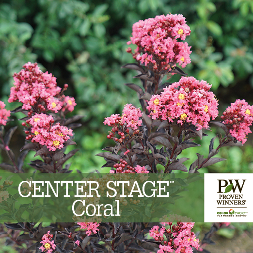 Preview of Center Stage® Coral Lagerstroemia Benchcard PDF