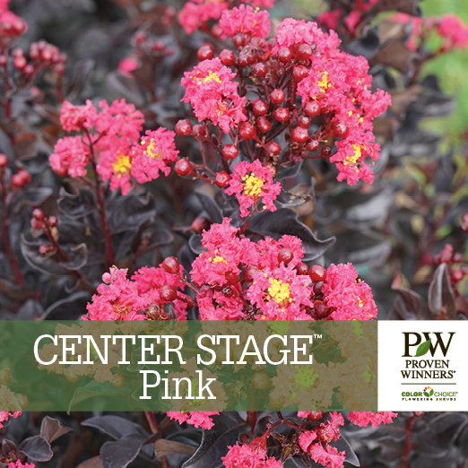 Preview of Center Stage® Pink Lagerstroemia Benchcard PDF