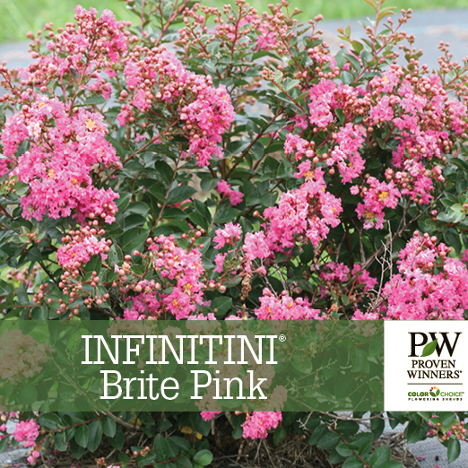 Preview of Infinitini® Brite Pink Lagerstroemia Benchcard PDF