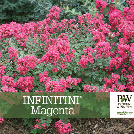 Preview of Infinitini® Magenta Lagerstroemia Benchcard PDF