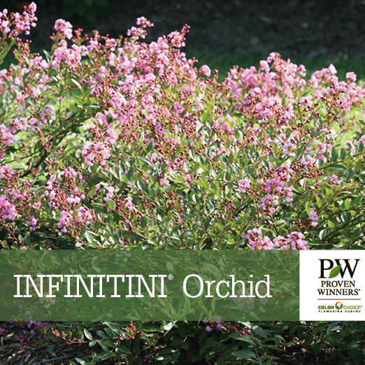 Preview of Infinitini® Orchid Lagerstroemia Benchcard PDF