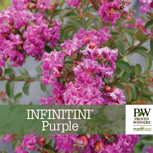 Preview of Infinitini® Purple Lagerstroemia Benchcard PDF