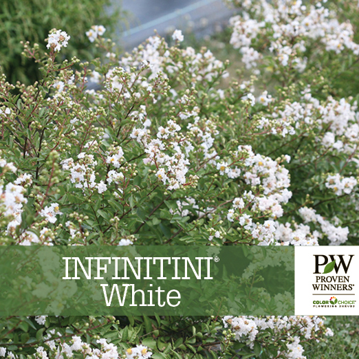 Preview of Infinitini® White Lagerstroemia Benchcard PDF