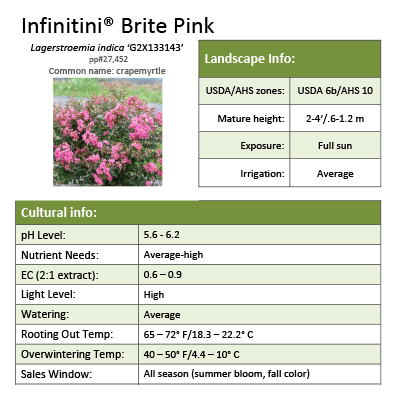 Preview of Infinitini® Brite Pink Lagerstroemia Grower Sheet PDF