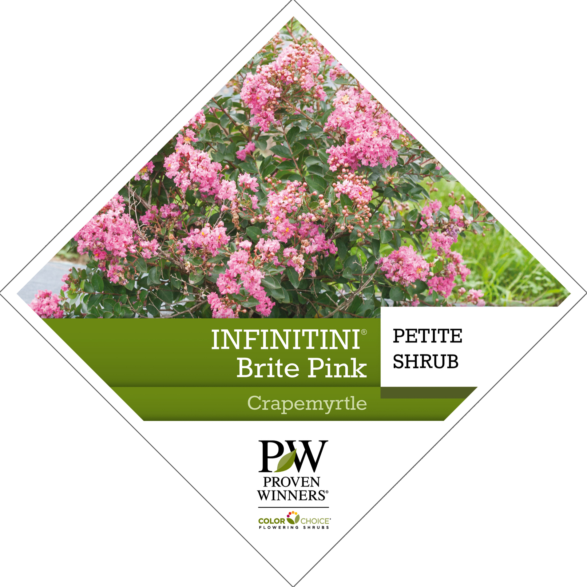 Preview of Infinitini® Brite Pink Lagerstroemia Tag PDF