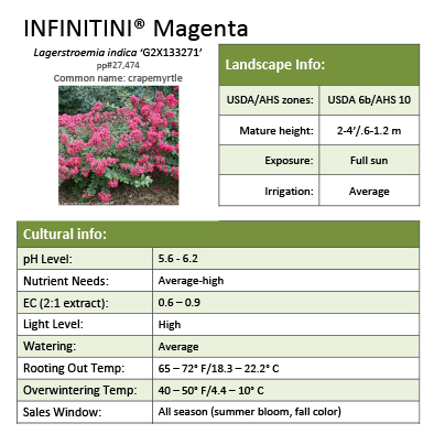 Preview of Infinitini® Magenta Lagerstroemia Grower Sheet PDF