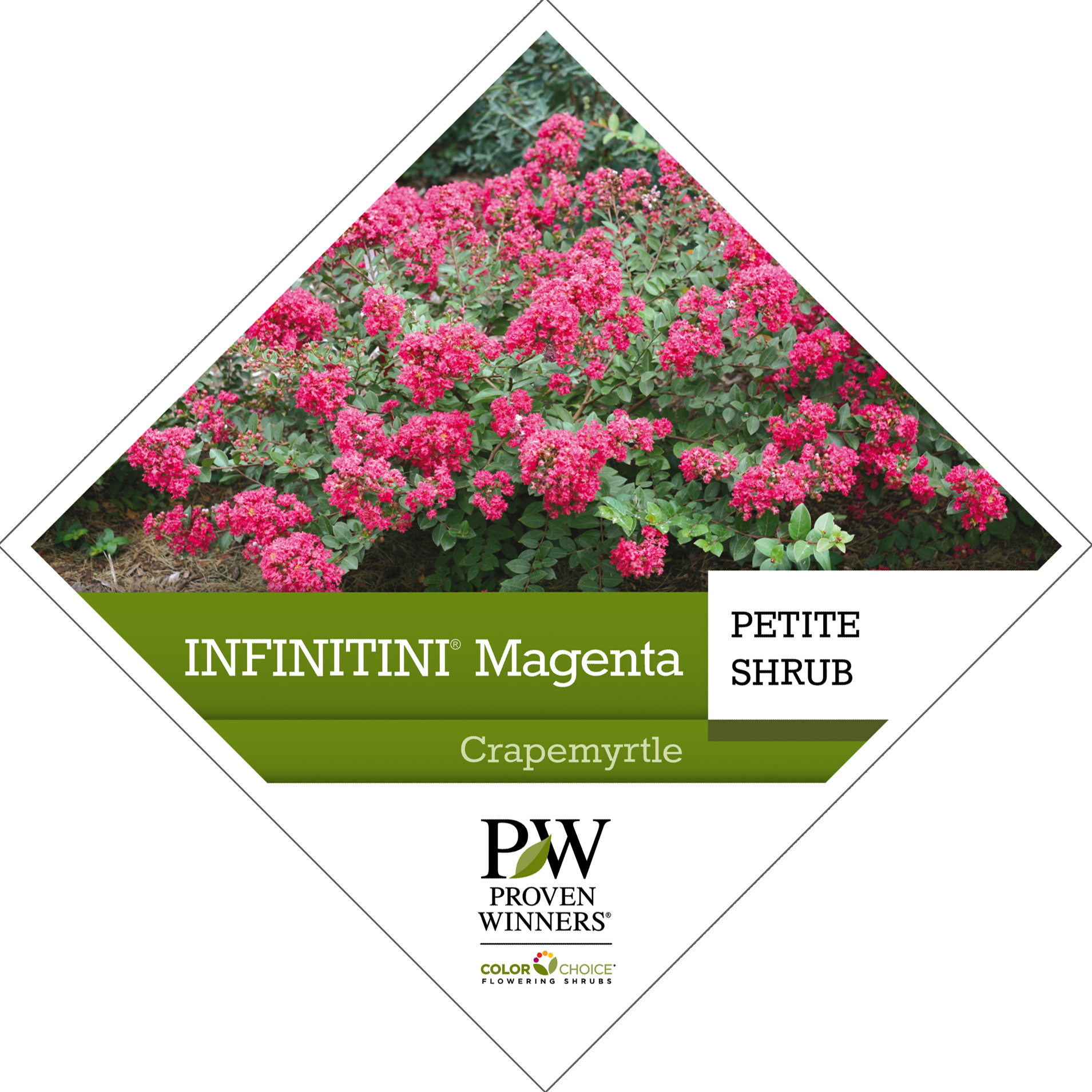Preview of Infinitini® Magenta Lagerstroemia Tag PDF