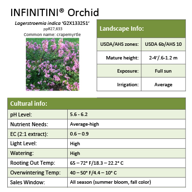 Preview of Infinitini® Orchid Lagerstroemia Grower Sheet PDF