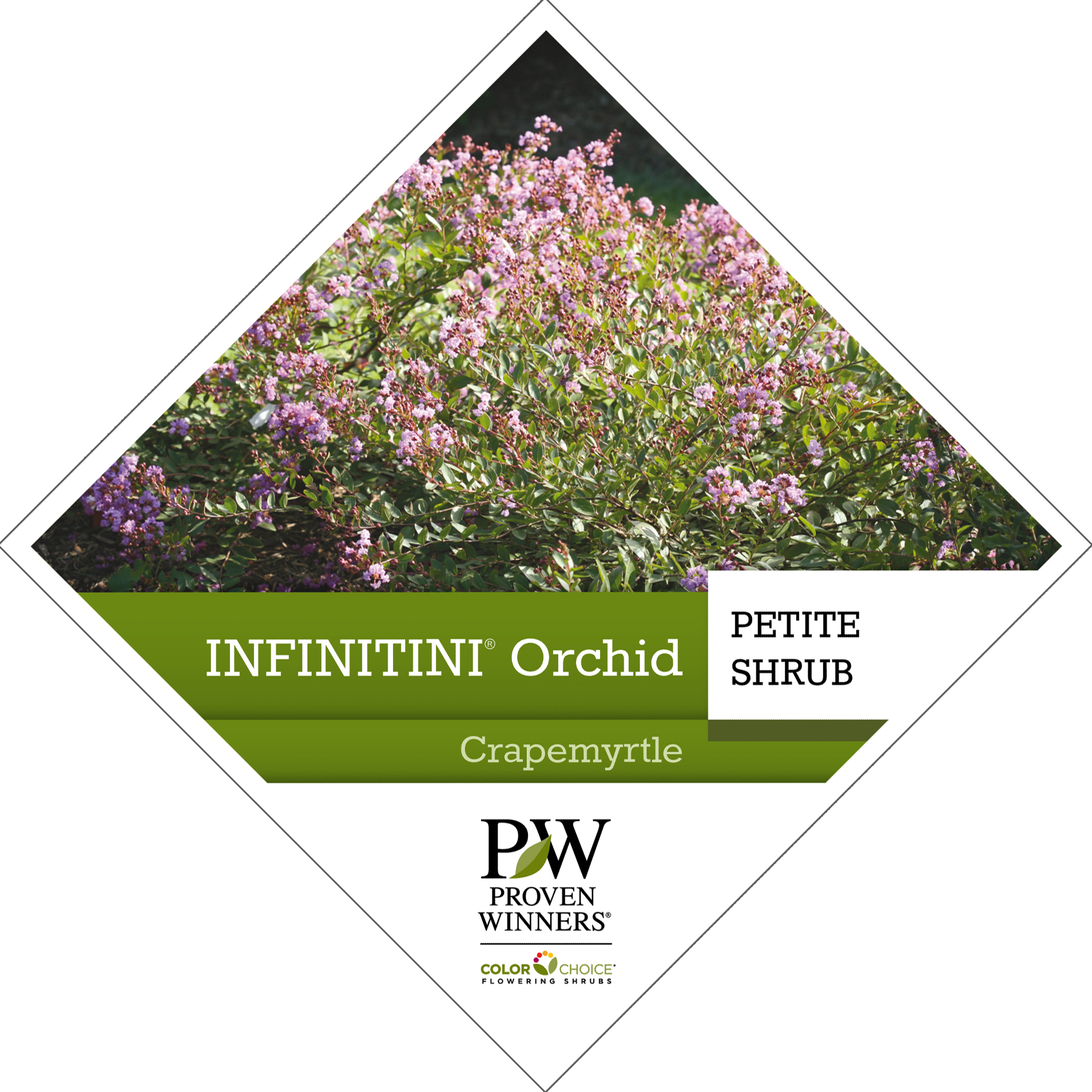 Preview of Infinitini® Orchid Lagerstroemia Tag PDF