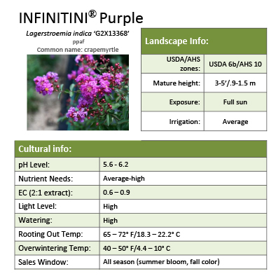 Preview of Infinitini® Purple Lagerstroemia Grower Sheet PDF