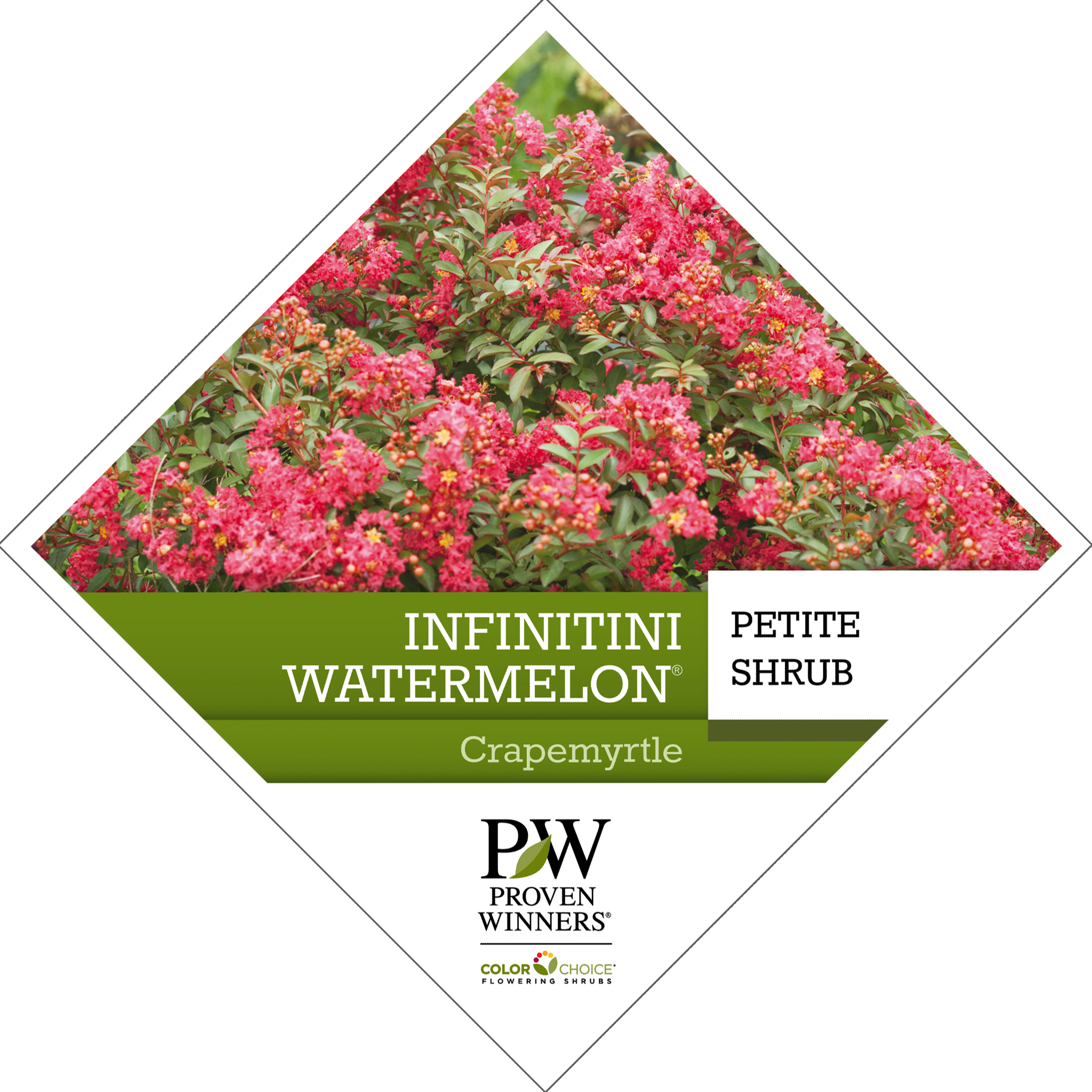 Preview of Infinitini Watermelon® Lagerstroemia Tag PDF