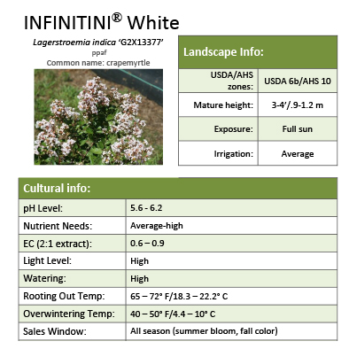 Preview of Infinitini® White Lagerstroemia Grower Sheet PDF