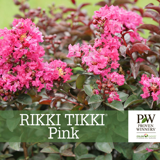 Preview of Rikki Tikki® Pink Lagerstroemia Benchcard PDF