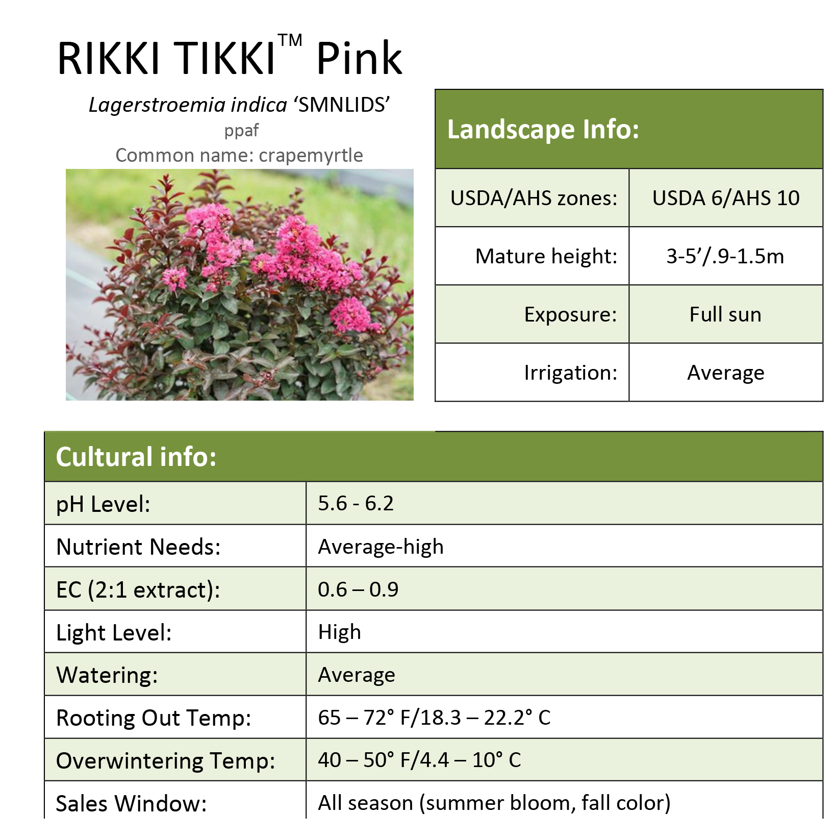 Preview of Rikki Tikki® Pink Lagerstroemia Grower Sheet PDF