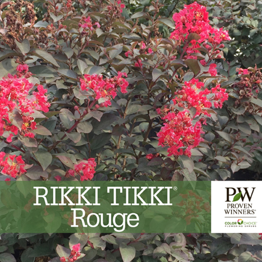 Preview of Rikki Tikki® Rouge Lagerstroemia Benchcard PDF