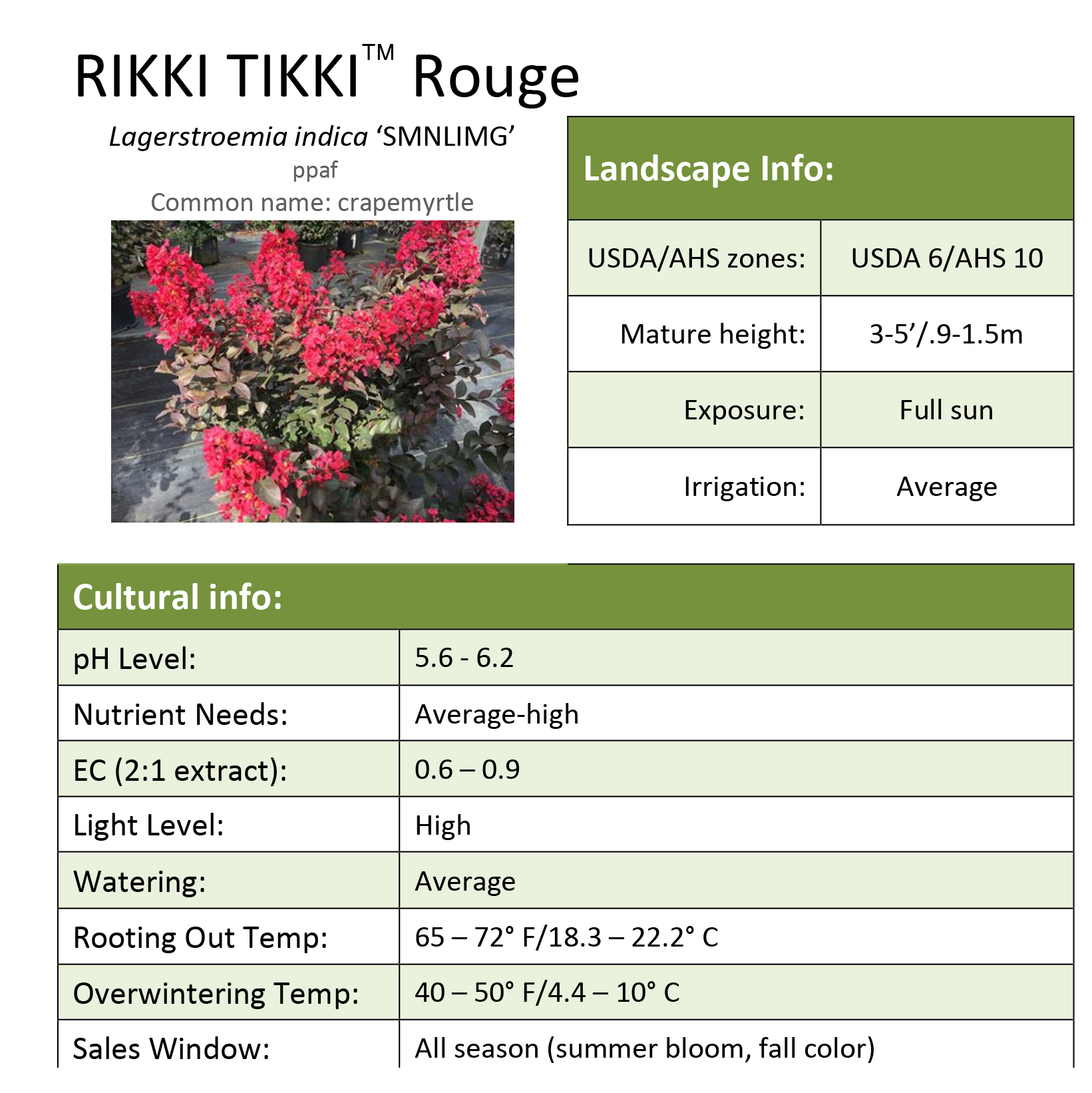 Preview of Rikki Tikki® Rouge Lagerstroemia Grower Sheet PDF