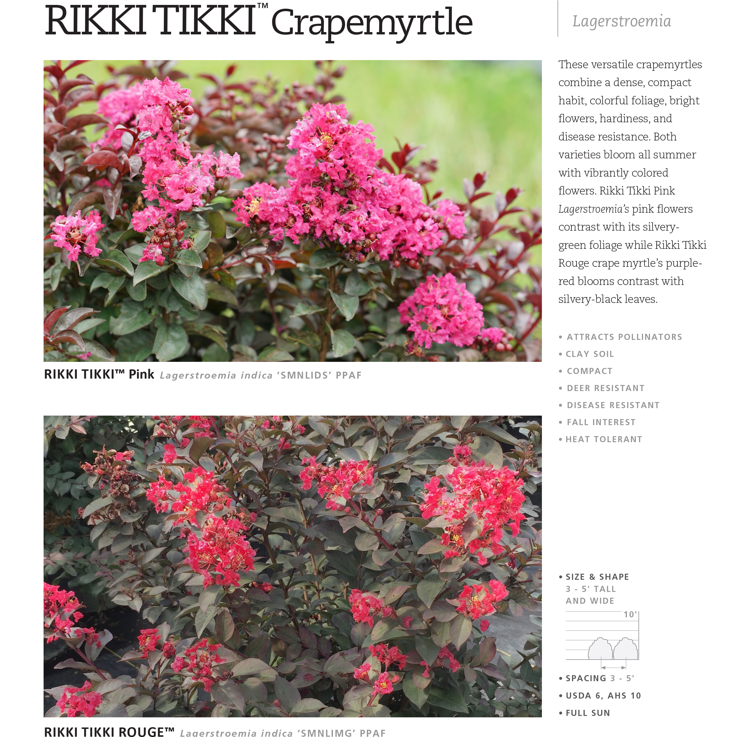 Preview of Rikki Tikki® Lagerstroemia Series Spec Sheet PDF