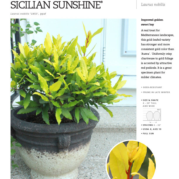Preview of Sicilian Sunshine® Laurus Spec Sheet PDF