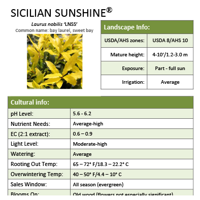 Preview of Sicilian Sunshine® Laurus Grower Sheet PDF