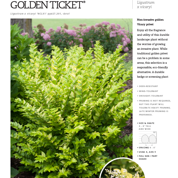 Preview of Golden Ticket® Ligustrum Spec Sheet PDF