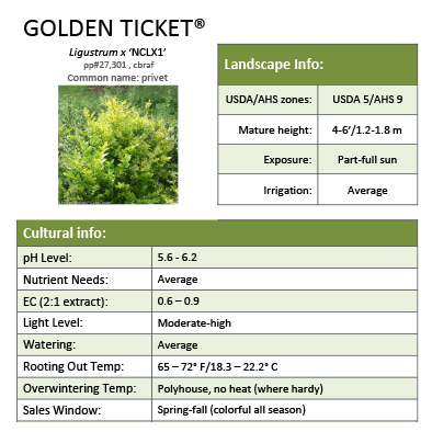 Preview of Golden Ticket® Ligustrum Grower Sheet PDF