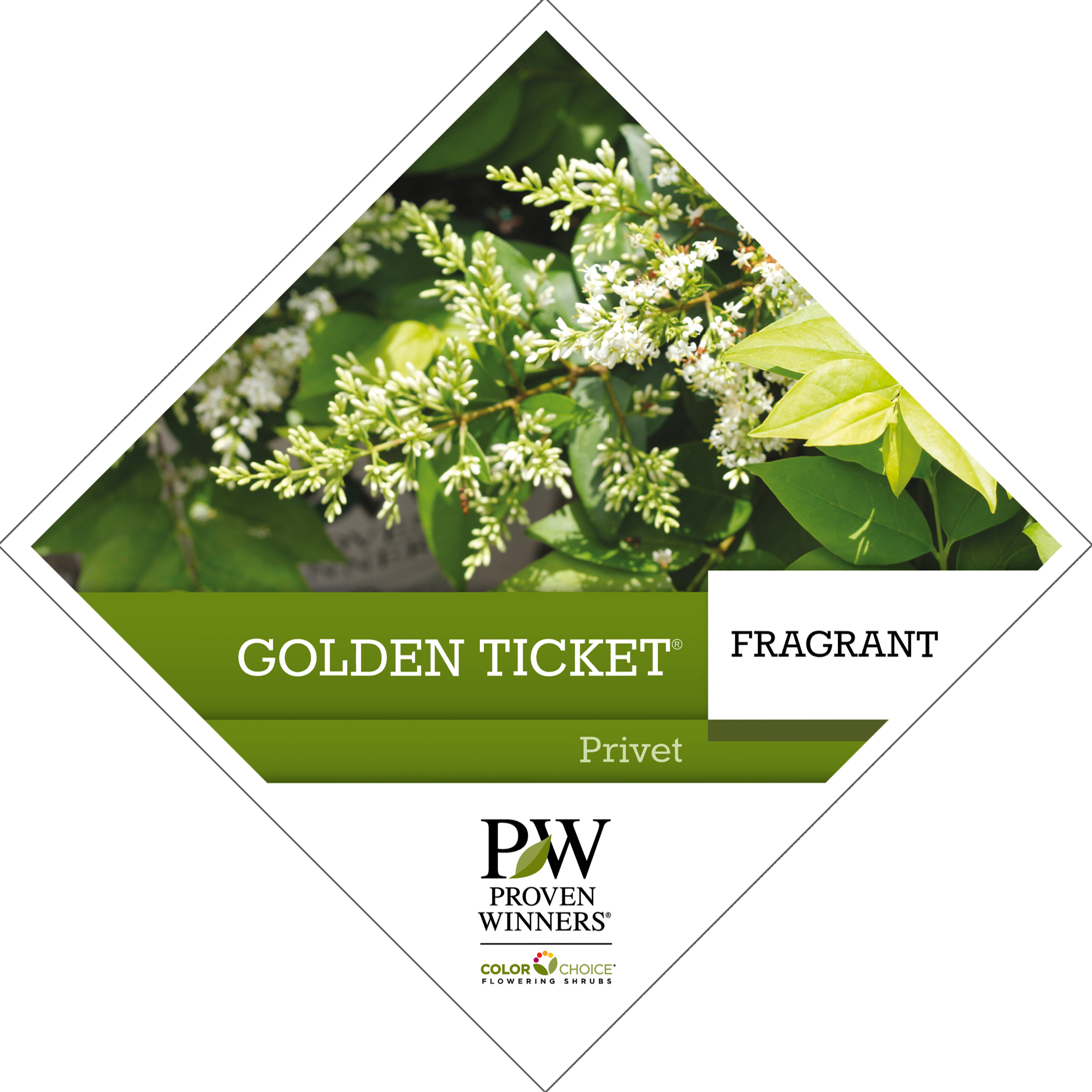 Preview of Golden Ticket® Ligustrum Tag PDF
