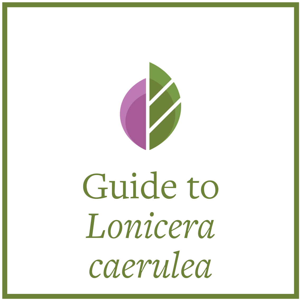 Preview of Lonicera caerulea comparison chart PDF