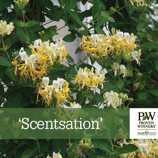 Preview of ‘Scentsation’ Lonicera Benchcard PDF