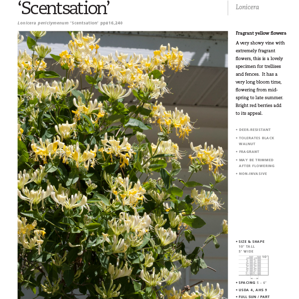 Preview of ‘Scentsation’ Lonicera Spec Sheet PDF