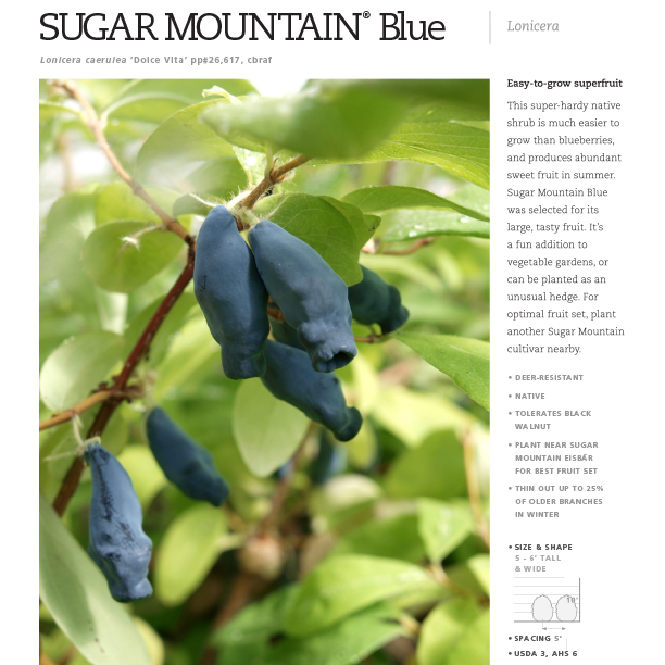 Preview of Sugar Mountain® Lonicera Series Spec Sheet PDF