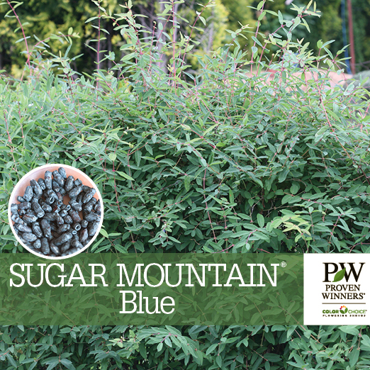 Preview of Sugar Mountain® Blue Lonicera Benchcard PDF