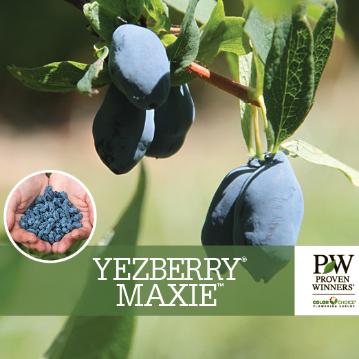 Preview of Yezberry® Maxie™ Lonicera Benchcard PDF