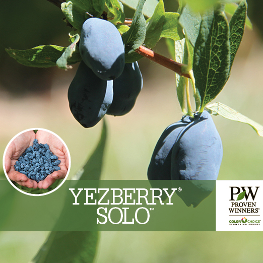 Preview of Yezberry® Solo™ Lonicera Benchcard PDF
