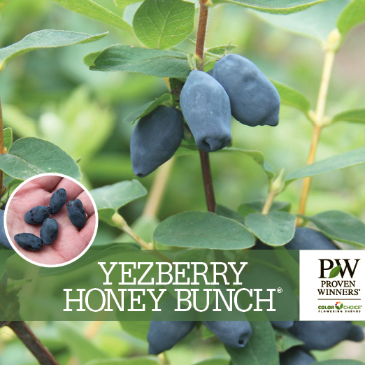 Preview of Yezberry Honey Bunch® Lonicera Benchcard PDF