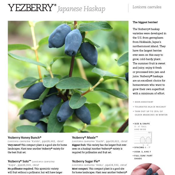 Preview of Yezberry® Lonicera series Spec Sheet PDF