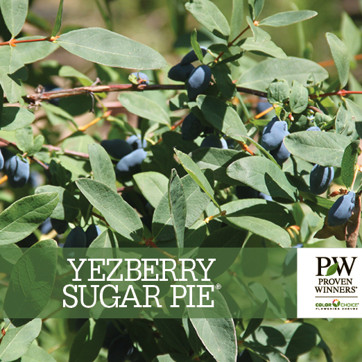 Preview of Yezberry Sugar Pie® Lonicera Benchcard PDF