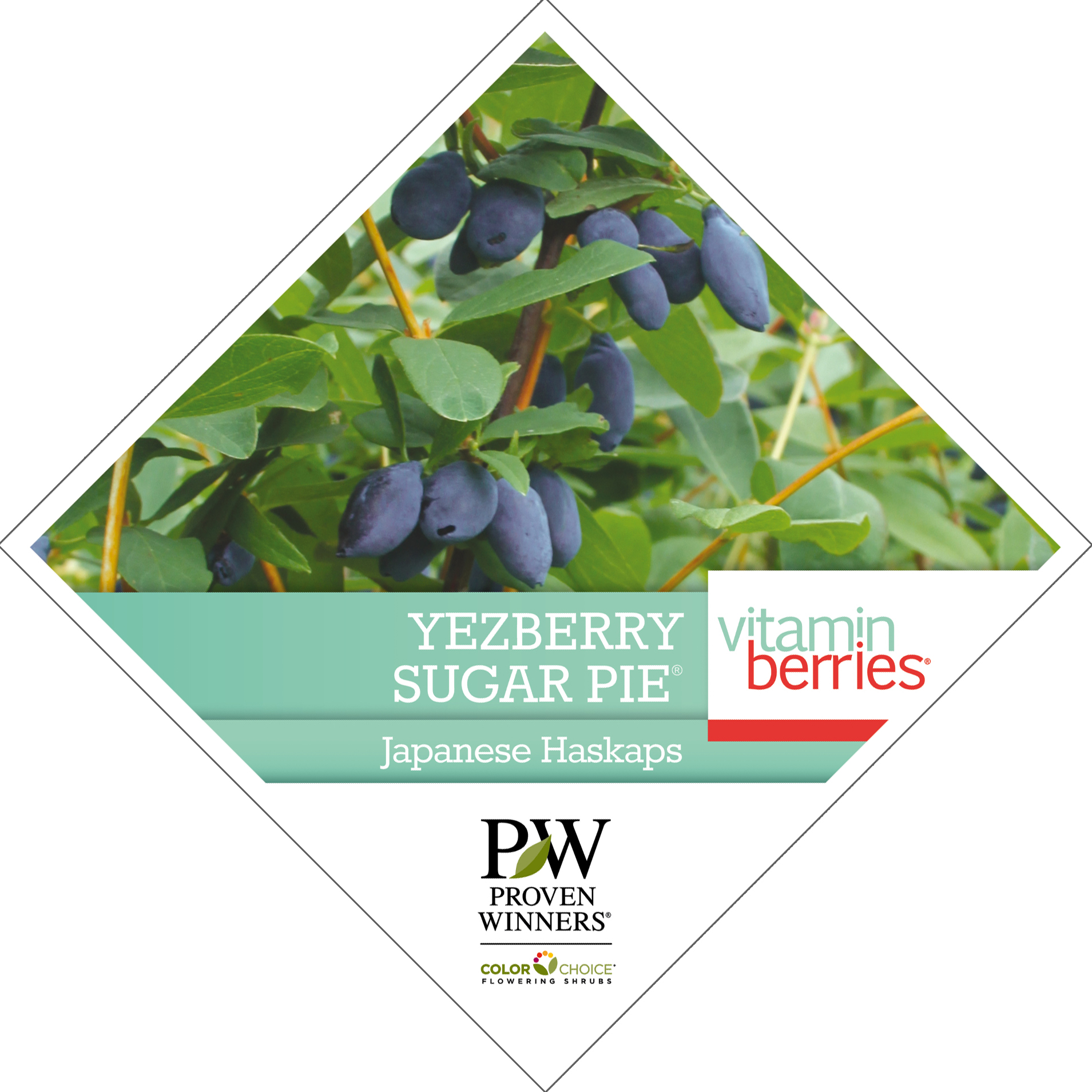 Preview of Yezberry Sugar Pie® Lonicera Tag PDF