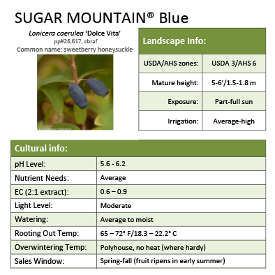 Preview of Sugar Mountain® Blue Lonicera Grower Sheet PDF